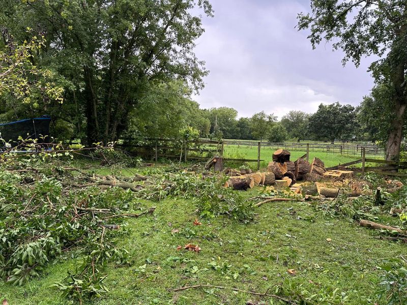 Tree Removal
