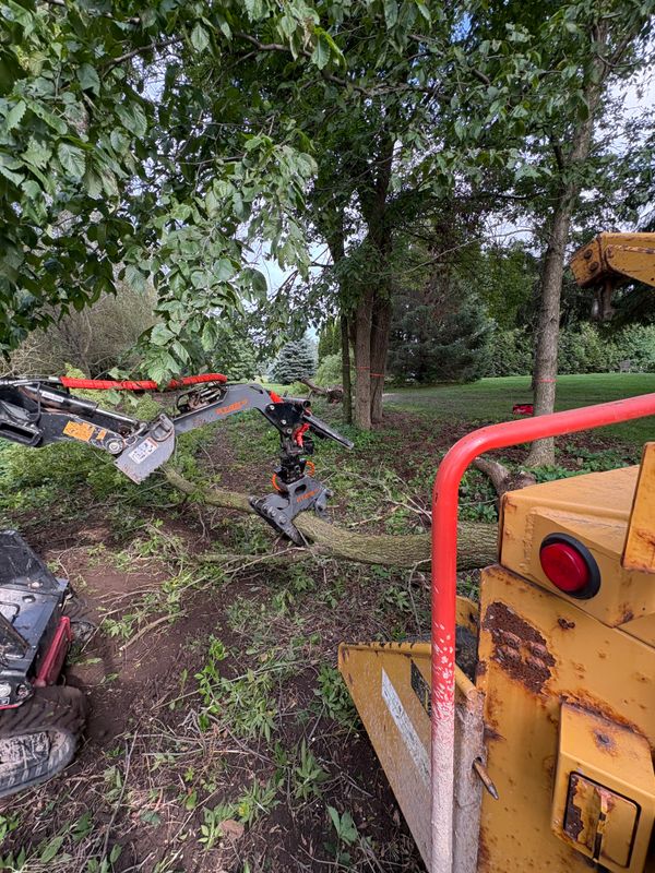 Tree Services