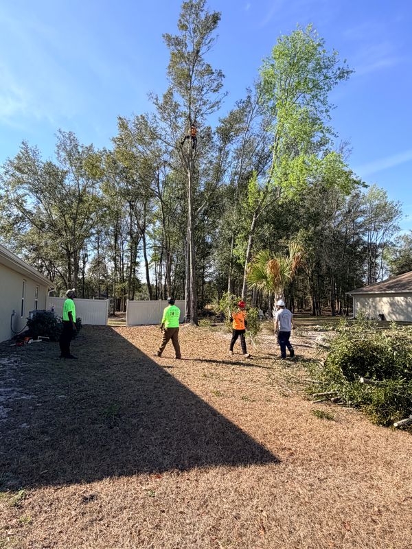 Tree Pruning and Trimming