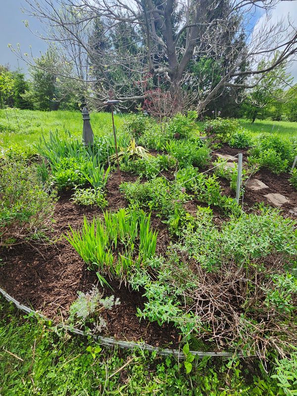 Muclhing & Weeding