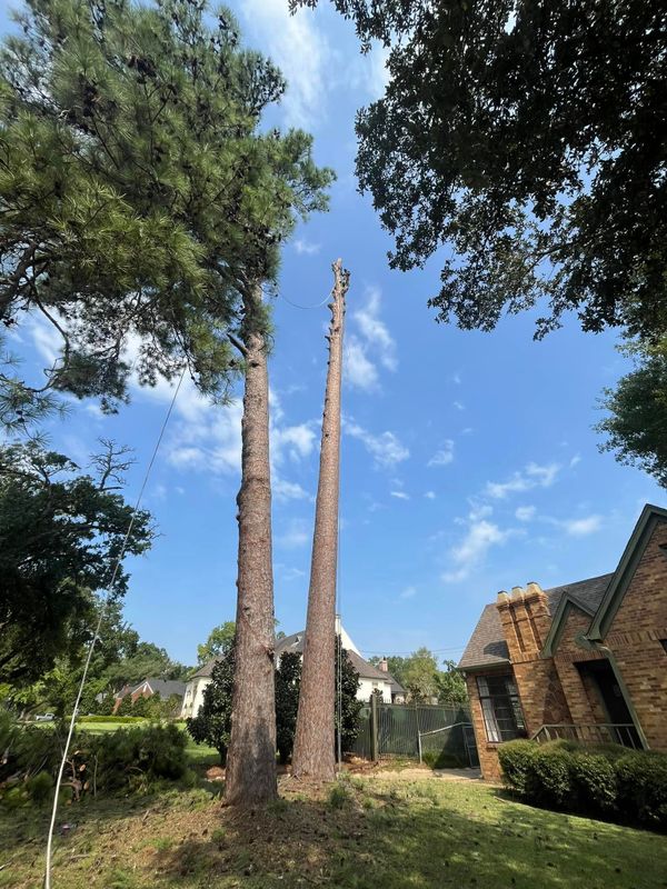 Tree Removal gallery