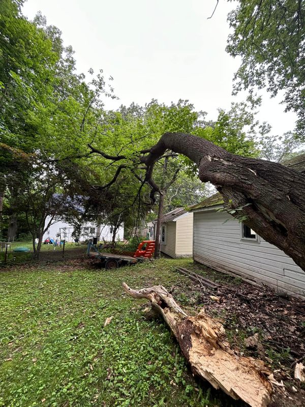 Tree Removal