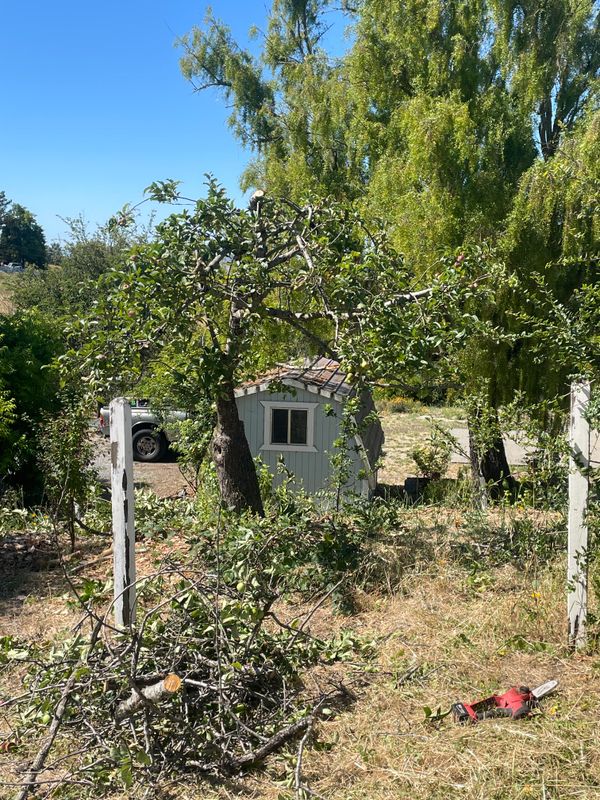 Tree Health and Maintenance