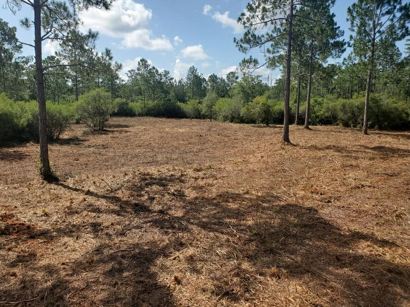 Tree Trimming & Removal gallery