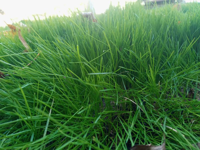 Grass Up