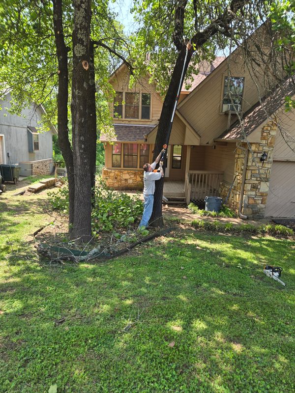 Tree Trimming