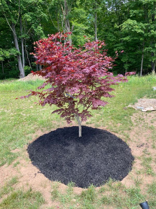 Plant & Shrub Installations