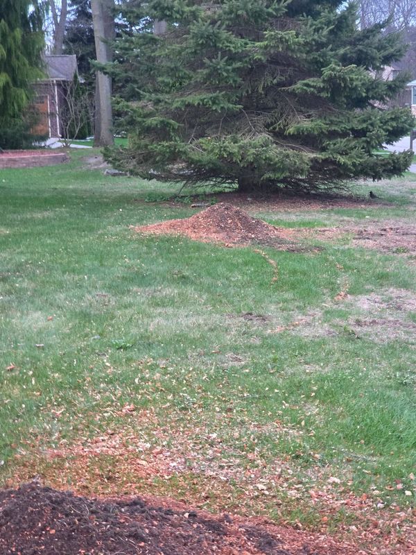Tree Services