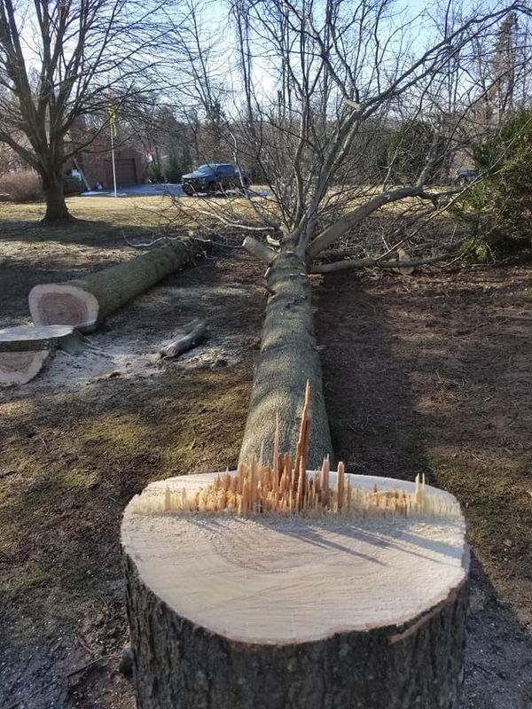 Tree Trimming & Removal