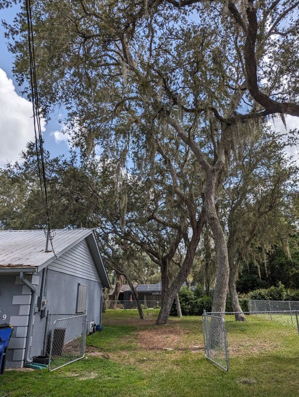Remove 4 big oak trees