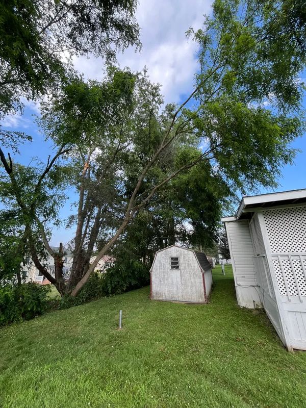 Tree Trimming