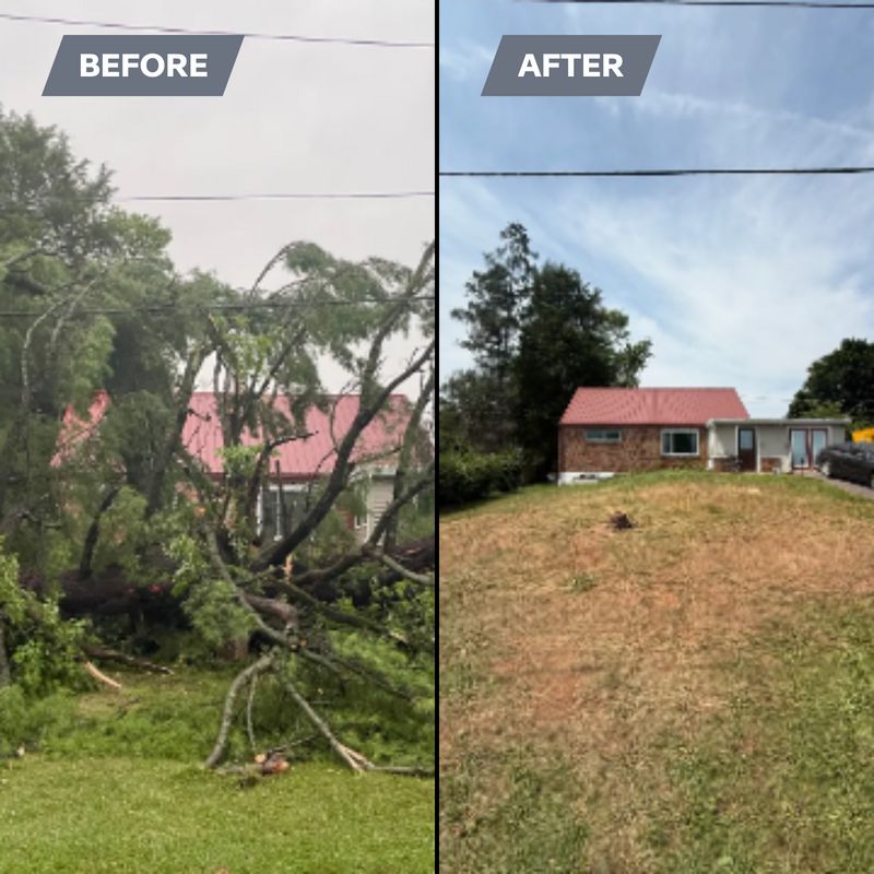 Tree Removal