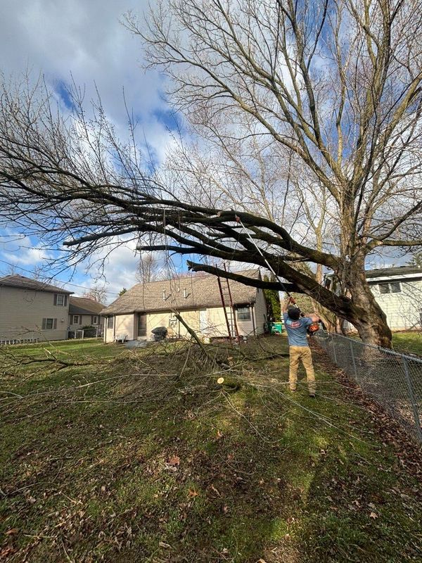 Emergency Tree Removal
