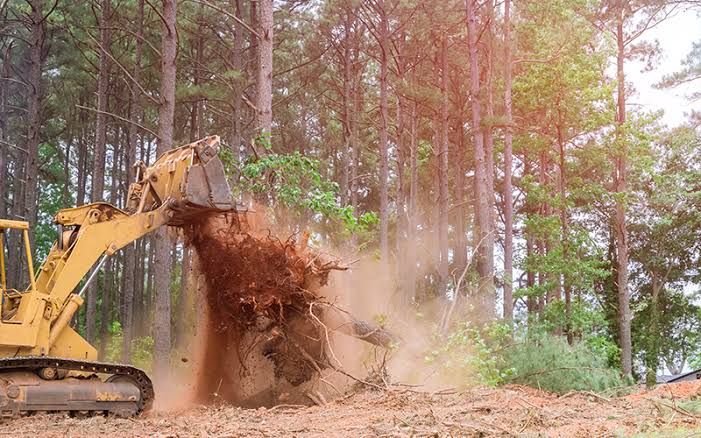 Lot Clearing