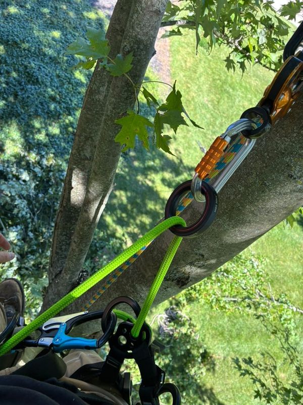 Tree Removal