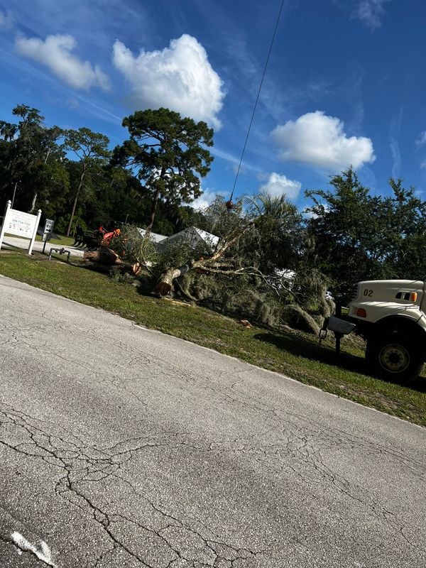 Tree Removal