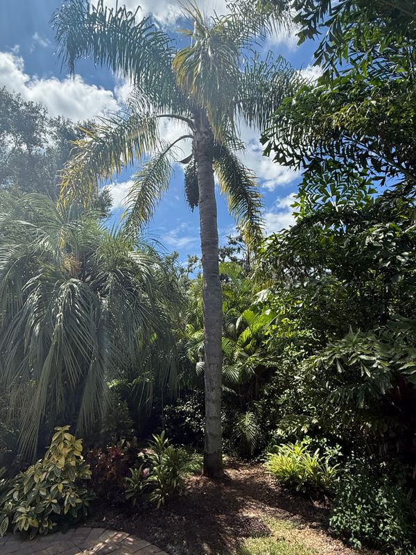 Palm Pruning