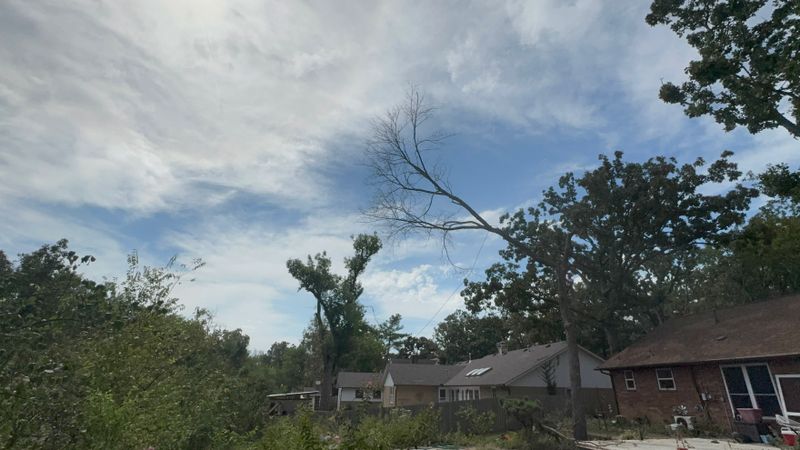 Tree Removal