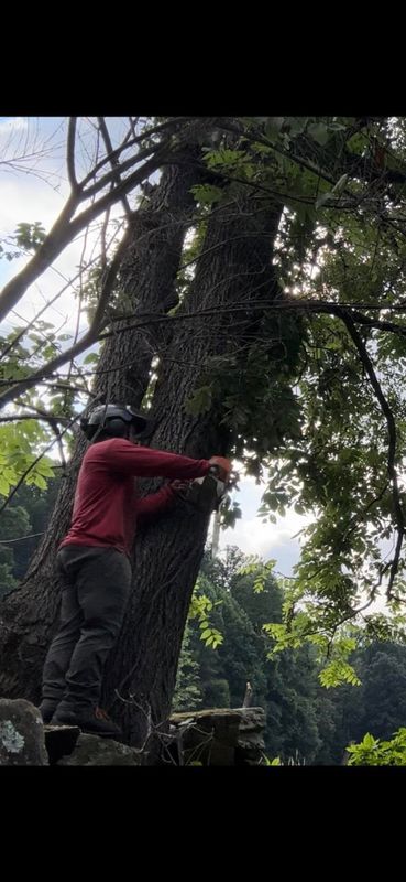 Tree Trimming