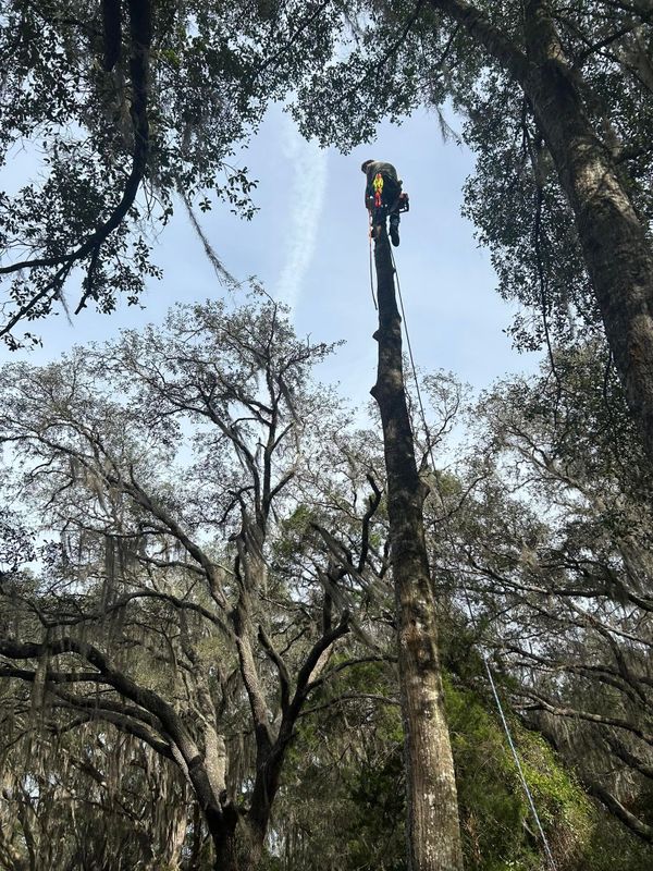 Tree Removal