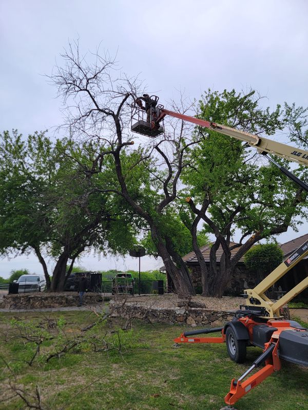 Tree Removal