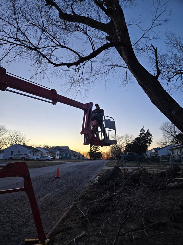 Tree Trimming