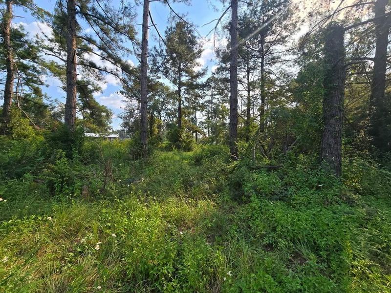 Land Clearing