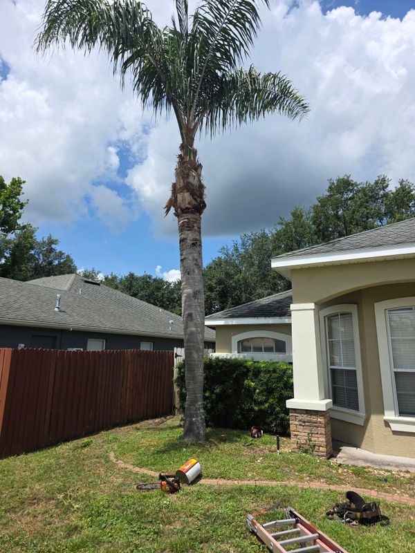 Tree Trimming