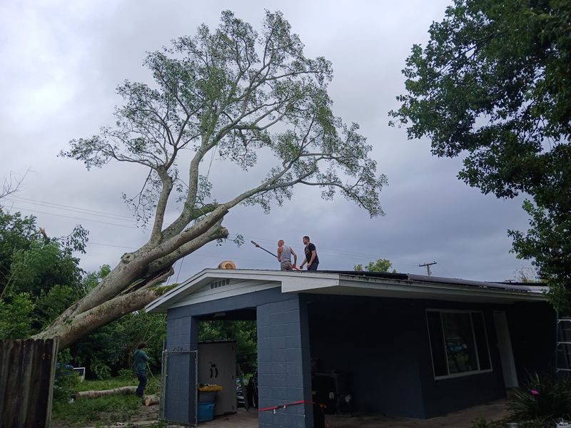 Tree Services