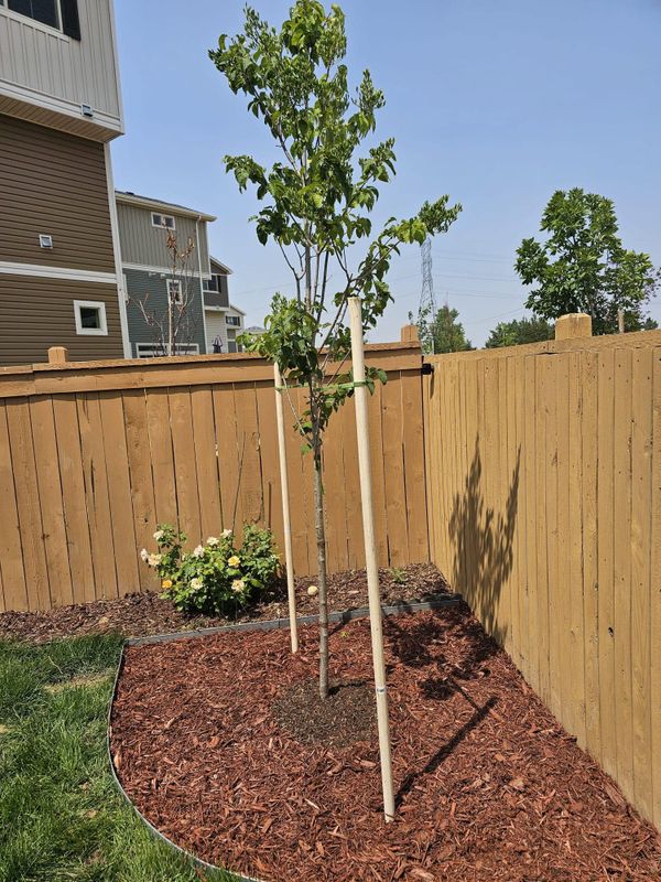Fence Replacement
