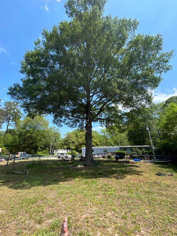 Tree Trimming