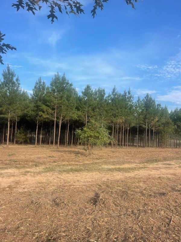 Land Clearing gallery