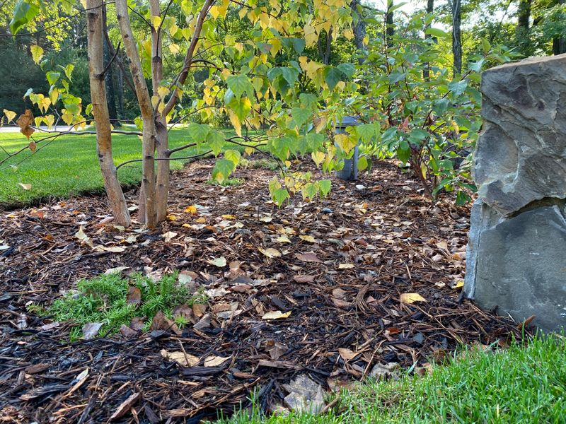 Leaf Removal