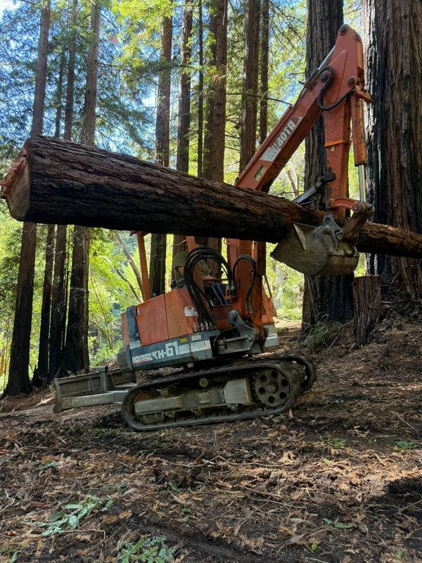 Tree Services