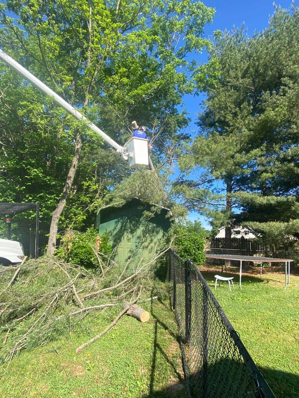 Emergency Tree Service