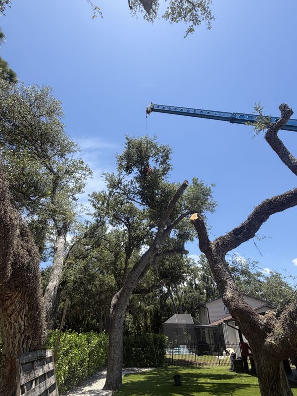 Tree Removal