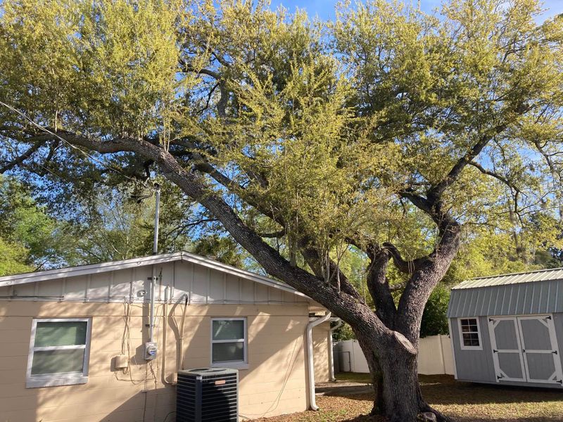 Tree Removal gallery