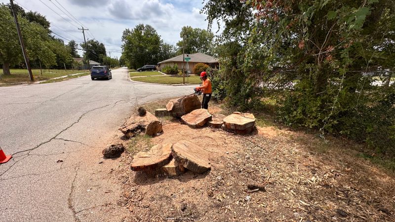 Tree trimming and removal