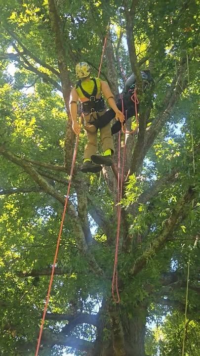 Tree Trimming