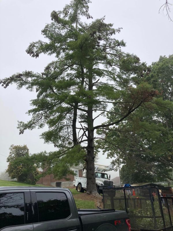 Tree Trimming