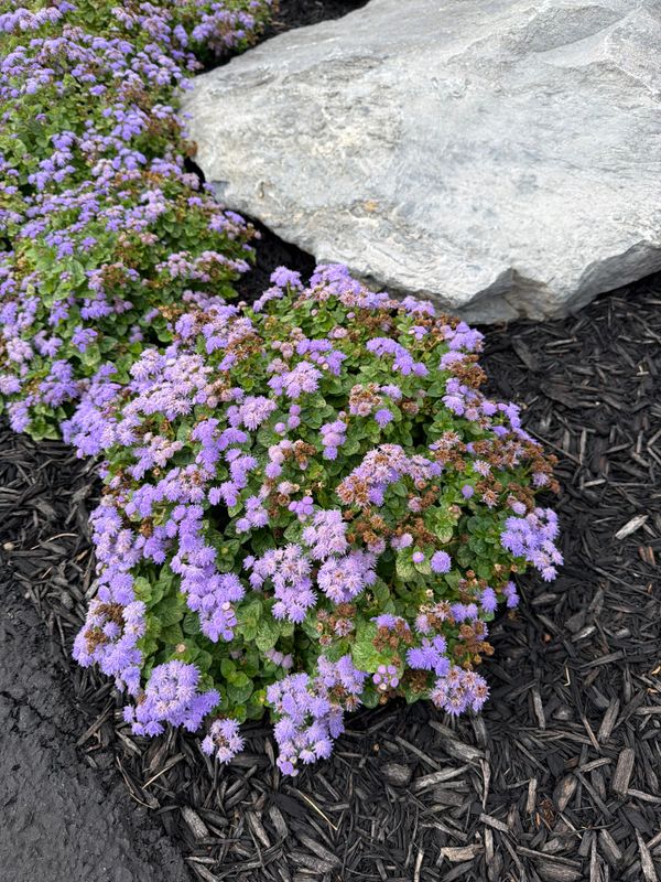 Landscape Design
