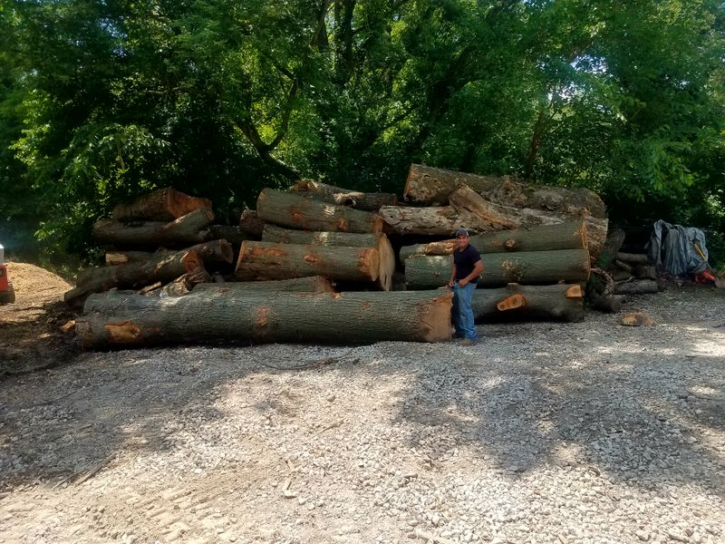 Tree Removal
