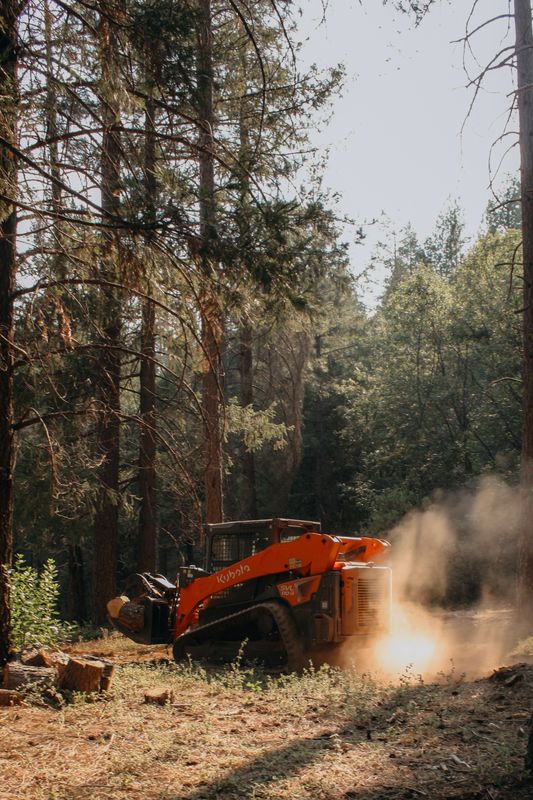 Tree Removal