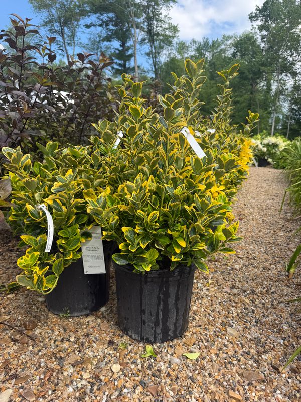 Garden Center