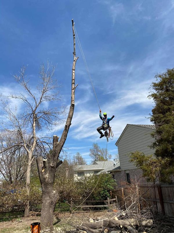 Tree Risk Consultation