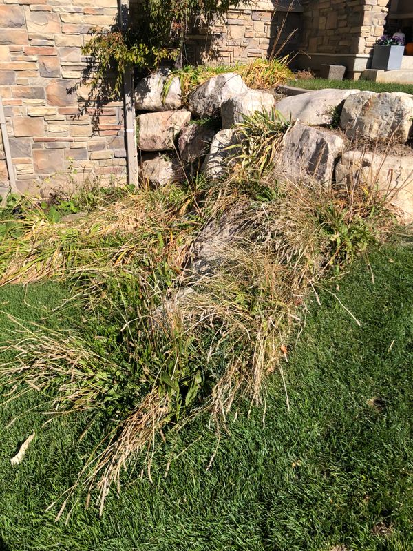 Shrub Trimming