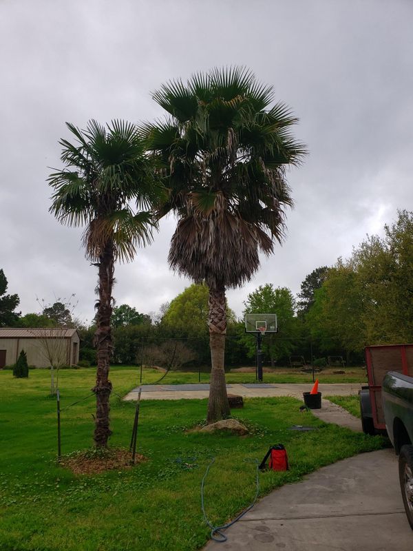 Tree Trimming