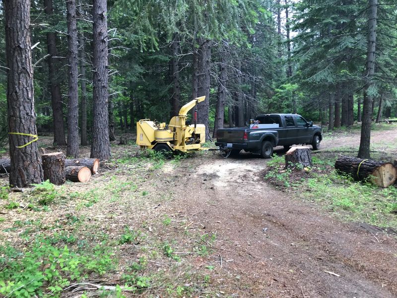 Tree Trimming and Removal