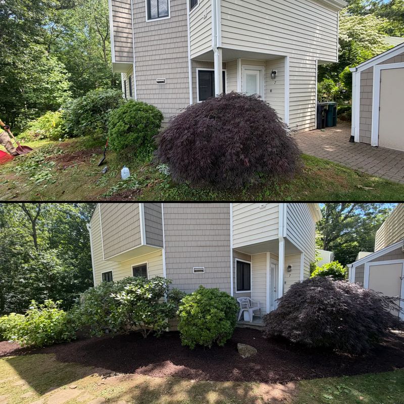 Tree & Shrub Care