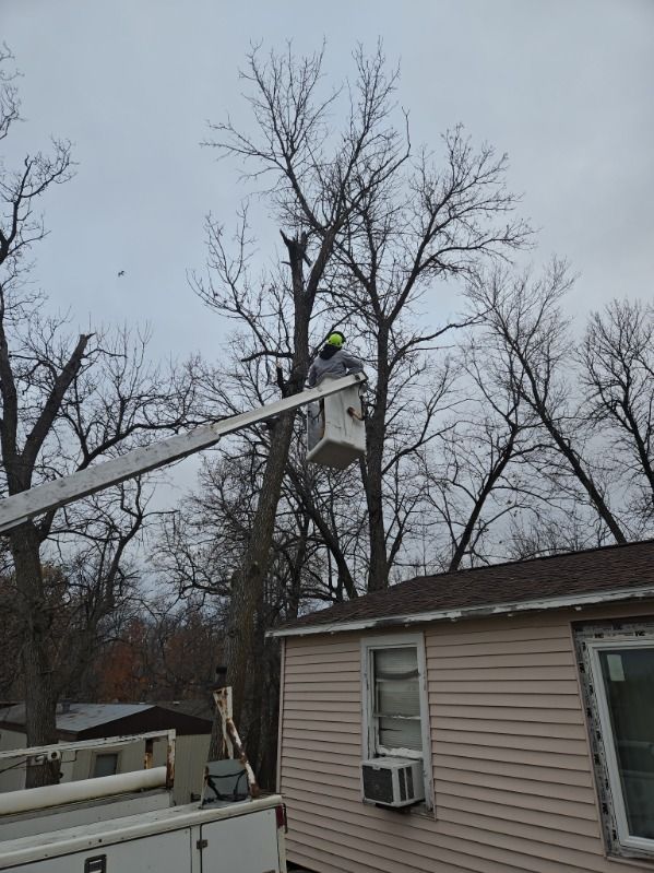 Tree Trimming
